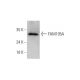 FAM195A Antibody (D-5) - Western Blotting - Image 344268 