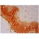 FAM213A Antibody (B-11) - Immunohistochemistry - Image 304836 