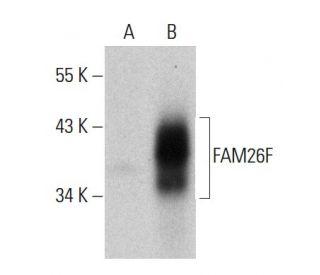 FAM26F Antibody (G-12) - Western Blotting - Image 364832 