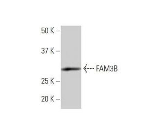 FAM3B Antibody (1E7) - Western Blotting - Image 352195 