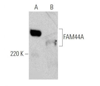 FAM44A Antibody (E-10) - Western Blotting - Image 363286
