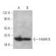 FAM47E Antibody (H-11) - Western Blotting - Image 371877 