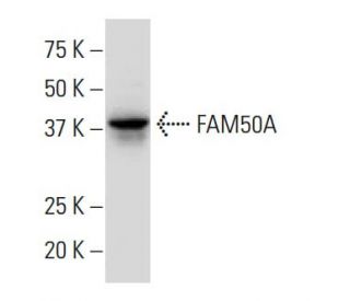 FAM50A Antibody (XX-8) - Western Blotting - Image 34333 