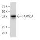 FAM50A Antibody (XX-8) - Western Blotting - Image 34333 