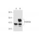 FAM50A Antibody (XX-8) - Western Blotting - Image 56146