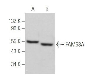 FAM63A Antibody (F-3) - Western Blotting - Image 371661 