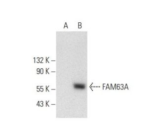 FAM63A (F-3): sc-398287. Western blot analysis of FAM63A expression in non-transfected: sc-117752 (A) and human FAM63A tra