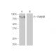 FAM65B Antibody (3J7) - Western Blotting - Image 64878