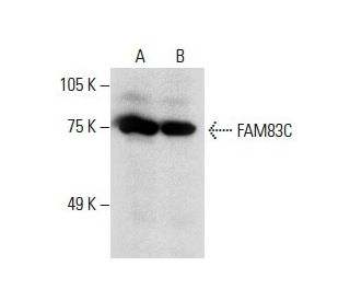 FAM83C Antibody (C-11) - Western Blotting - Image 288008 
