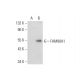 FAM90A Antibody (A-8) - Western Blotting - Image 296966
