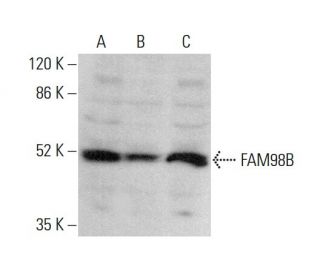 FAM98B Antibody (B-1) - Western Blotting - Image 375582 