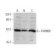 FAM98B Antibody (B-1) - Western Blotting - Image 375582 