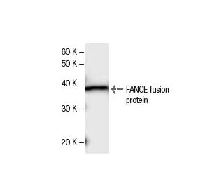 FANCE Antibody (2346C5a) - Western Blotting - Image 47861