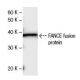 FANCE Antibody (2346C5a) - Western Blotting - Image 47861