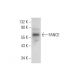 FANCE Antibody (B-1) - Western Blotting - Image 305781 