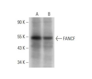 FANCF Antibody (G-4) - Western Blotting - Image 318457 