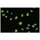 FANCG Antibody (75-A) - Immunofluorescence - Image 35662 