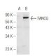 FANCG Antibody (75-A) - Western Blotting - Image 65503