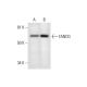 FANCG Antibody (F-8) - Western Blotting - Image 294833 