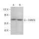 FANCG Antibody (F-8) - Western Blotting - Image 376194 