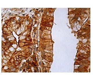 FANCL Antibody (H-8) - Immunohistochemistry - Image 158178 