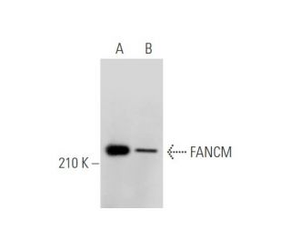 FANCM Antibody (M40-P2C6) - Western Blotting - Image 334209Each CRISPR/Cas9 Knockout (KO) Plasmid product consists of a pool of 3 plasmids designed to ensure identification and cleavage of a specific gene for maximum knockout efficiency. Each plasmid encodes a unique 20 nt sequence derived from the GeCKO (v2) library.