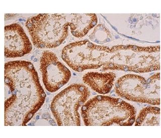 FANK1 Antibody (E-5) - Immunohistochemistry - Image 346426 