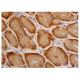 FANK1 Antibody (E-5) - Immunohistochemistry - Image 346425 