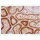 FANK1 Antibody (E-5) - Immunohistochemistry - Image 346426 