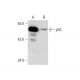 Farnesyl Thiosalicylic Acid Amide: sc-223986. Western blot analysis of p53 expression in untreated (A) and Farnesyl Thiosa 