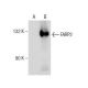 FARP2 Antibody (D-5) - Western Blotting - Image 281737