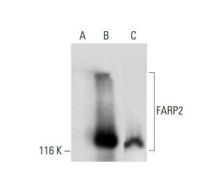 FARP2 Antibody (H-9) - Western Blotting - Image 289756 