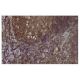 FARSLB Antibody (J-02) - Immunohistochemistry - Image 36240 