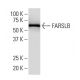 FARSLB Antibody (J-02) - Western Blotting - Image 34349 