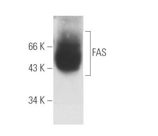 FAS Antibody (C236) - Western Blotting - Image 6225 