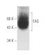 FAS Antibody (C236) - Western Blotting - Image 6225 
