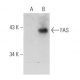 FAS Antibody (C236) - Western Blotting - Image 31907