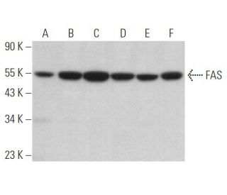 FAS Antibody (G-9) - Western Blotting - Image 373106Each CRISPR/Cas9 Knockout (KO) Plasmid product consists of a pool of 3 plasmids designed to ensure identification and cleavage of a specific gene for maximum knockout efficiency. Each plasmid encodes a unique 20 nt sequence derived from the GeCKO (v2) library.