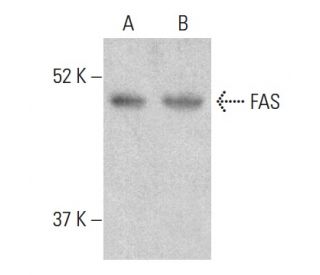 FAS Antibody (G-9) - Western Blotting - Image 399453