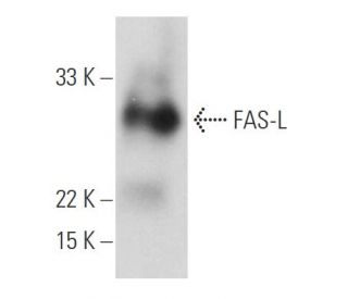 FAS-L Antibody (2.1) - Western Blotting - Image 11604
