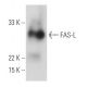 FAS-L Antibody (2.1) - Western Blotting - Image 11604