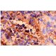 FAS-L Antibody (Kay-10) - Immunohistochemistry - Image 74 