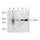 FAST-1/2 Antibody (D-12) - Western Blotting - Image 283821 