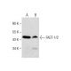 FAST-1/2 Antibody (D-12) - Western Blotting - Image 284441 