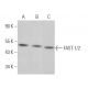 FAST-1/2 Antibody (D-12) - Western Blotting - Image 366206