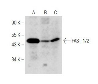 FAST-1/2 Antibody (H-7) - Western Blotting - Image 284442 