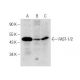 FAST-1/2 Antibody (H-7) - Western Blotting - Image 284442 