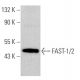FAST-1/2 Antibody (H-7) - Western Blotting - Image 366210