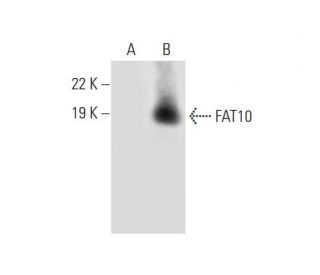 FAT10 Antibody (A-8) - Western Blotting - Image 297014