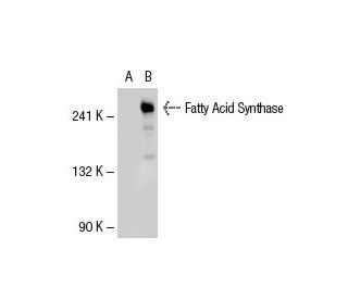 Fatty Acid Synthase Antibody (A-5) - Western Blotting - Image 32908